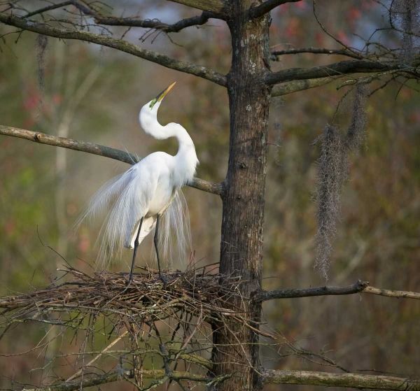SC, Great egret in breeding plumage at nest